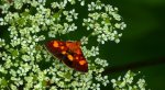 Pyrausta falcatalis