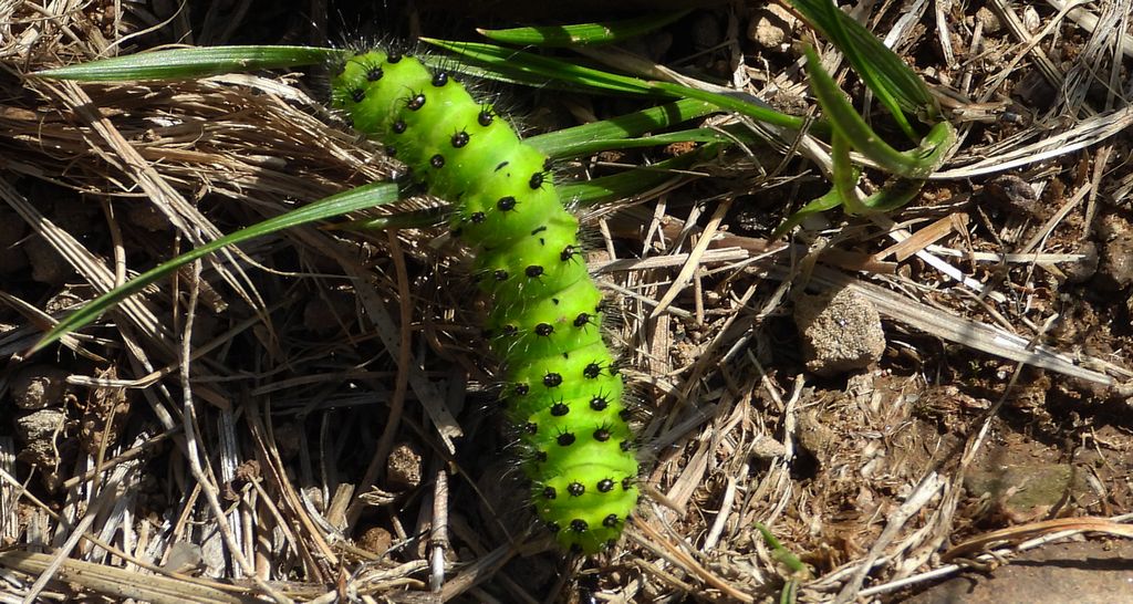 Pawica grabówka (Saturnia pavonia)