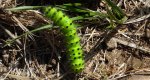 Pawica grabówka (Saturnia pavonia)