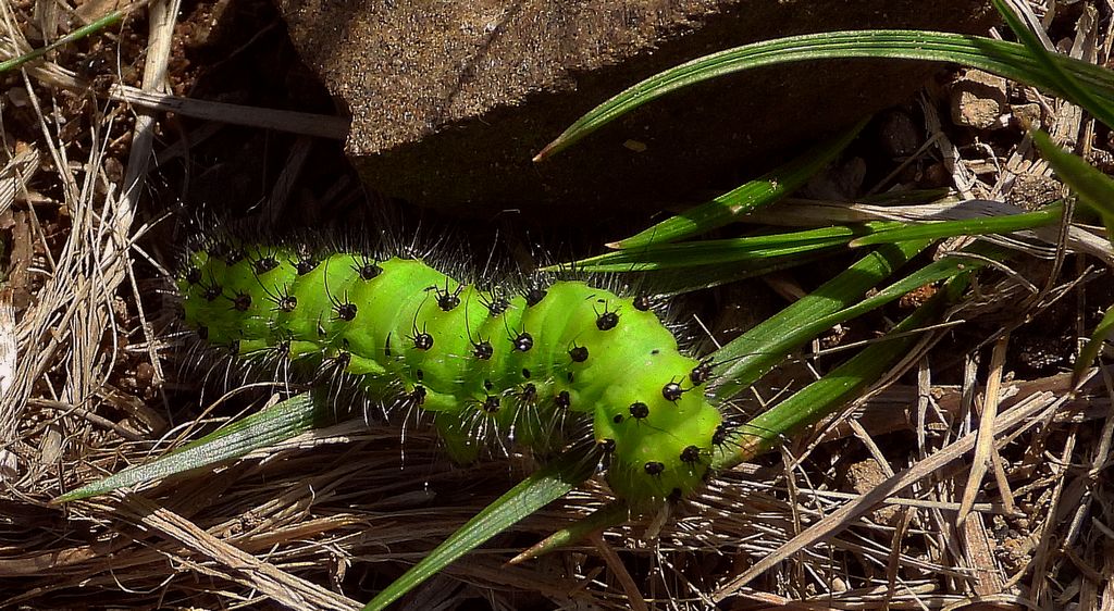 Pawica grabówka (Saturnia pavonia)