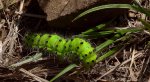 Pawica grabówka (Saturnia pavonia)