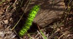 Pawica grabówka (Saturnia pavonia)
