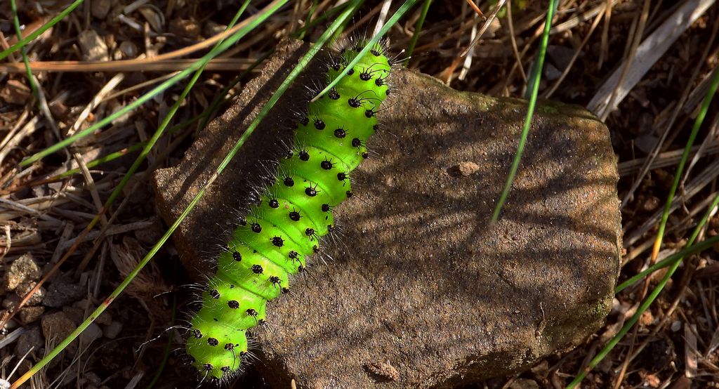 Pawica grabówka (Saturnia pavonia)