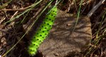 Pawica grabówka (Saturnia pavonia)