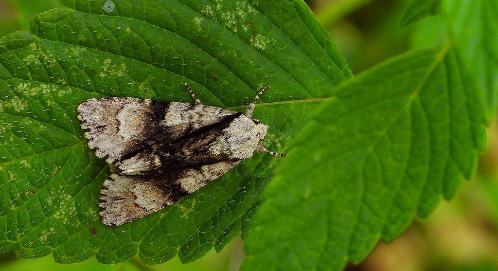 Wieczernica olszówka (Acronicta alni)
