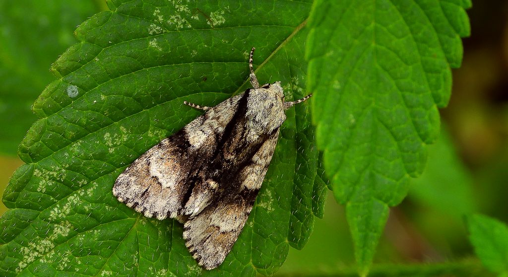 Wieczernica olszówka (Acronicta alni)