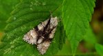Wieczernica olszówka (Acronicta alni)