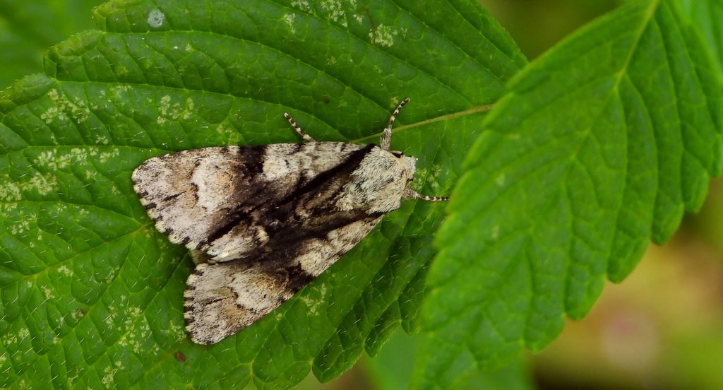 Wieczernica olszówka (Acronicta alni)