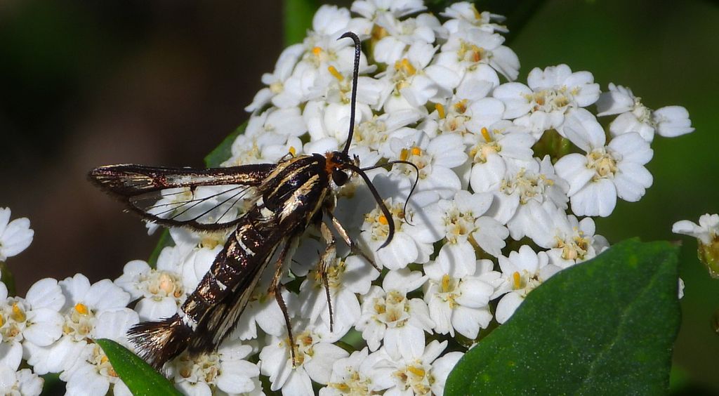 Przeziernik - Pyropteron triannuliformis