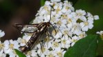 Przeziernik - Pyropteron triannuliformis