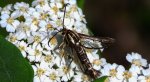 Przeziernik - Pyropteron triannuliformis