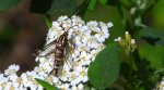 Przeziernik - Pyropteron triannuliformis
