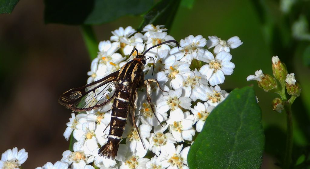 Przeziernik - Pyropteron triannuliformis