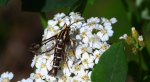 Przeziernik - Pyropteron triannuliformis