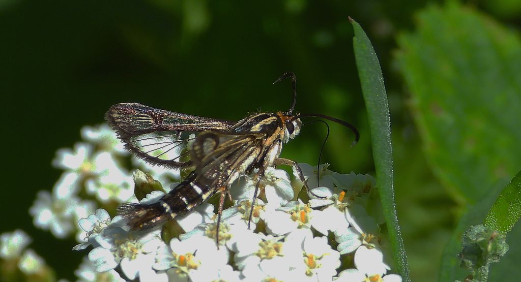 Przeziernik - Pyropteron triannuliformis
