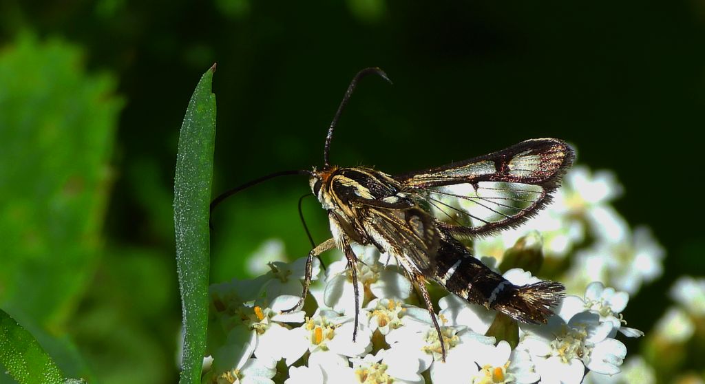 Przeziernik - Pyropteron triannuliformis