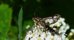 Przeziernik - Pyropteron triannuliformis