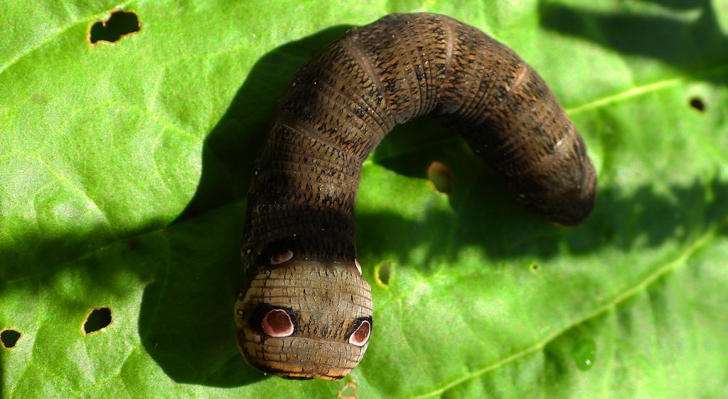 Zmrocznik pazik (Deilephila porcellus syn. Pergesa porcellus)