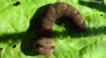 Zmrocznik pazik (Deilephila porcellus syn. Pergesa porcellus)