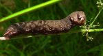 Zmrocznik pazik (Deilephila porcellus syn. Pergesa porcellus)