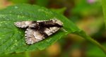 Wieczernica olszówka (Acronicta alni)