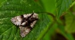 Wieczernica olszówka (Acronicta alni)