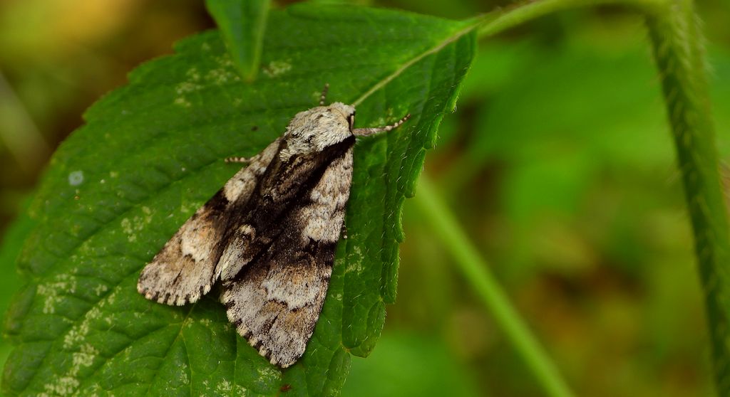 Wieczernica olszówka (Acronicta alni)