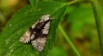 Wieczernica olszówka (Acronicta alni)