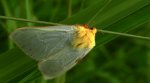 Niesobka chmielanka, krótkowąs chmielowiec (Hepialus humuli)