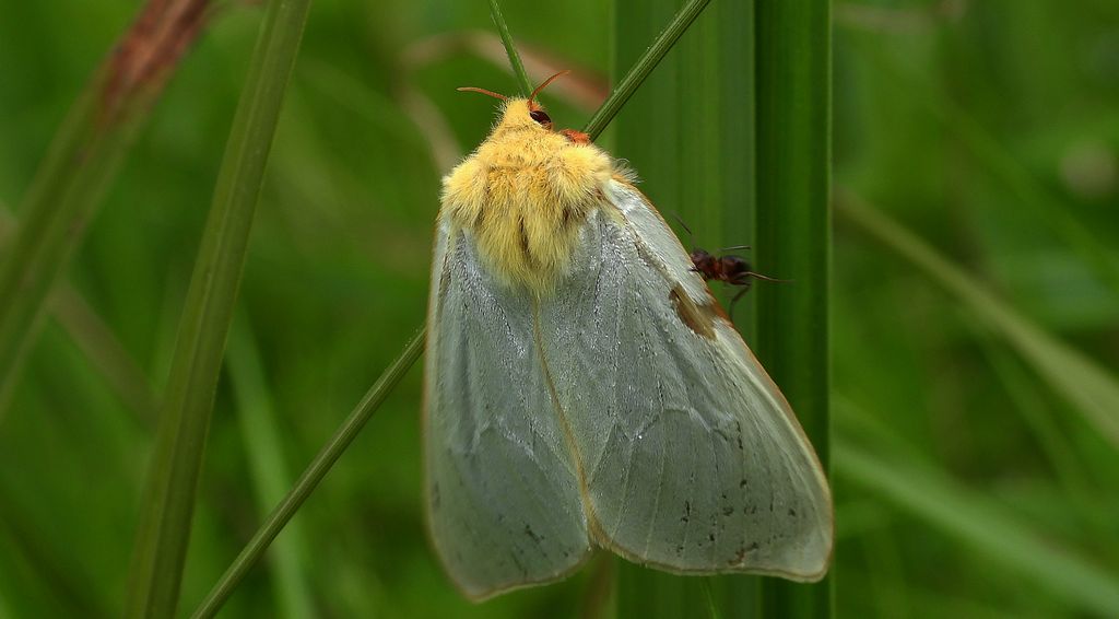 Niesobka chmielanka, krótkowąs chmielowiec (Hepialus humuli)