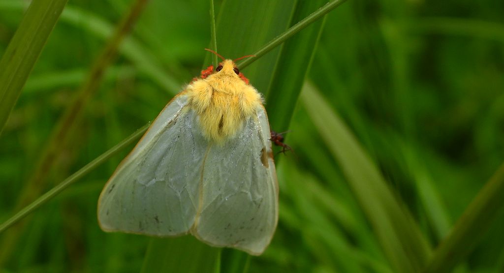Niesobka chmielanka, krótkowąs chmielowiec (Hepialus humuli)