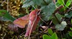 Zmrocznik pazik (Deilephila porcellus syn. Pergesa porcellus)
