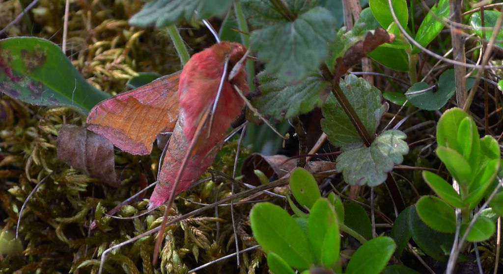 Zmrocznik pazik (Deilephila porcellus syn. Pergesa porcellus)