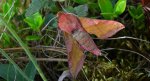 Zmrocznik pazik (Deilephila porcellus syn. Pergesa porcellus)