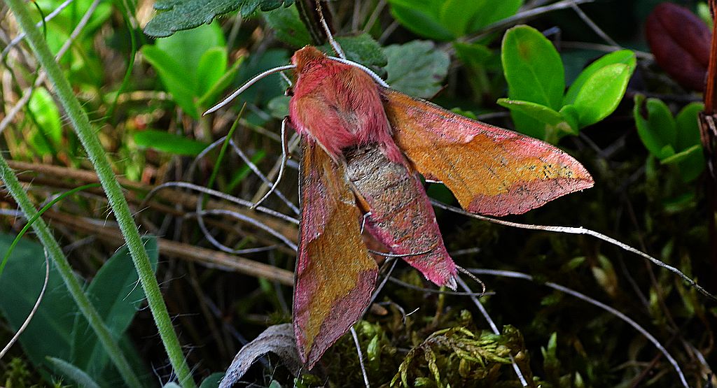 Zmrocznik pazik (Deilephila porcellus syn. Pergesa porcellus)
