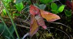 Zmrocznik pazik (Deilephila porcellus syn. Pergesa porcellus)
