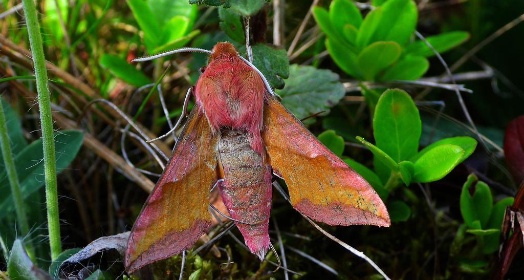 Zmrocznik pazik (Deilephila porcellus syn. Pergesa porcellus)