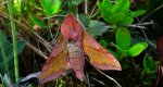 Zmrocznik pazik (Deilephila porcellus syn. Pergesa porcellus)