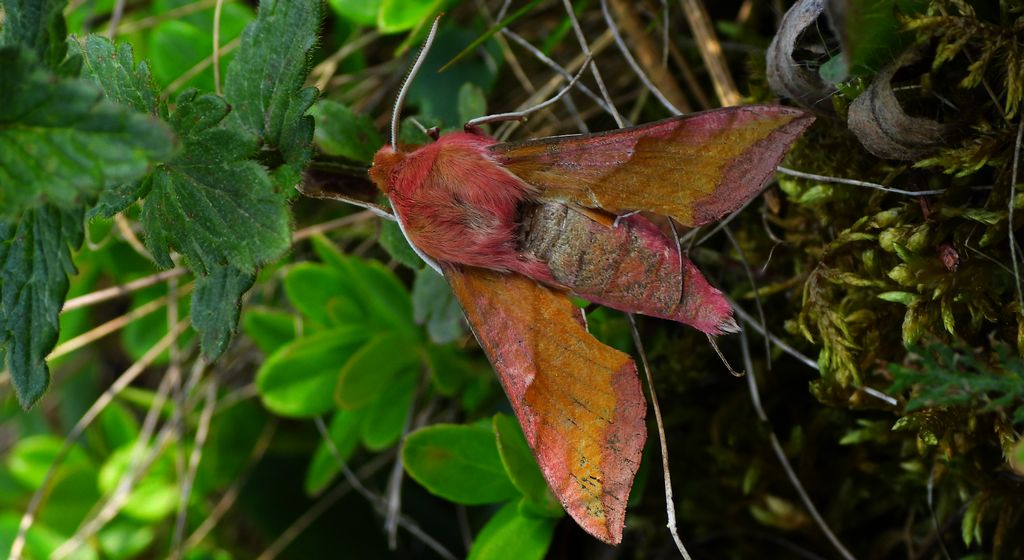 Zmrocznik pazik (Deilephila porcellus syn. Pergesa porcellus)