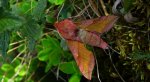 Zmrocznik pazik (Deilephila porcellus syn. Pergesa porcellus)