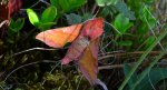 Zmrocznik pazik (Deilephila porcellus syn. Pergesa porcellus)