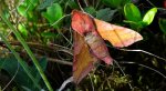 Zmrocznik pazik (Deilephila porcellus syn. Pergesa porcellus)