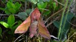 Zmrocznik pazik (Deilephila porcellus syn. Pergesa porcellus)