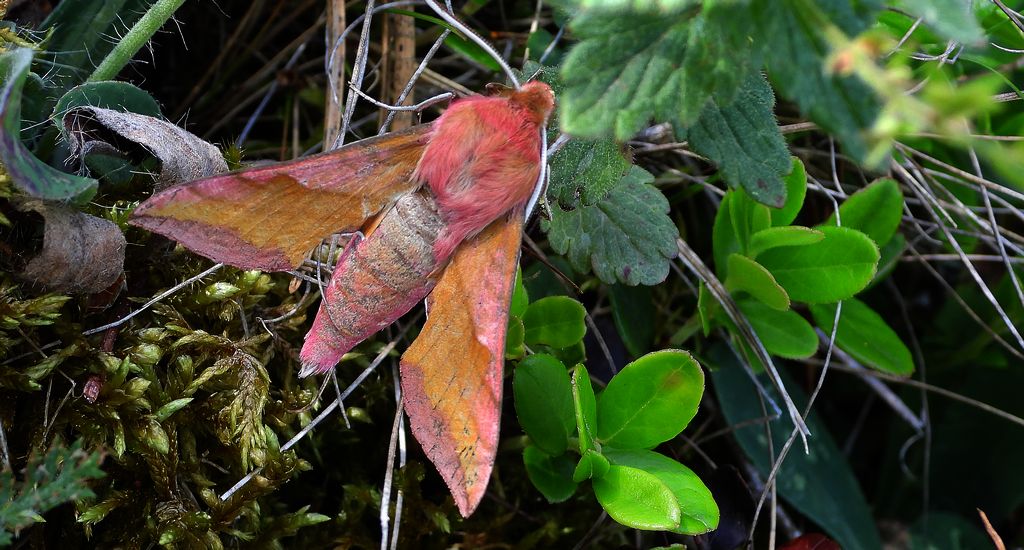 Zmrocznik pazik (Deilephila porcellus syn. Pergesa porcellus)