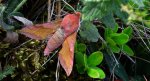 Zmrocznik pazik (Deilephila porcellus syn. Pergesa porcellus)