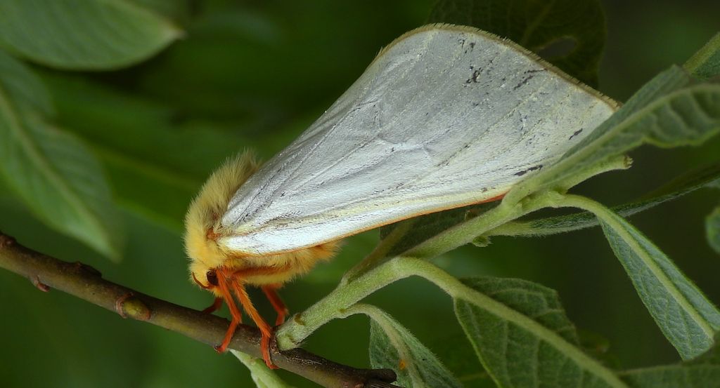 Niesobka chmielanka, krótkowąs chmielowiec (Hepialus humuli)