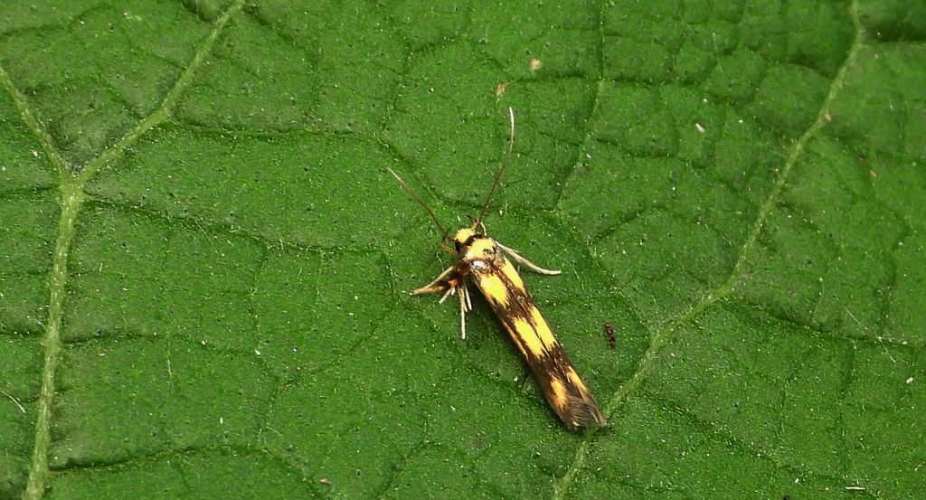 Stopnik olszowiaczek (Stathmopoda pedella)