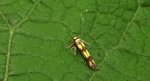 Stopnik olszowiaczek (Stathmopoda pedella)