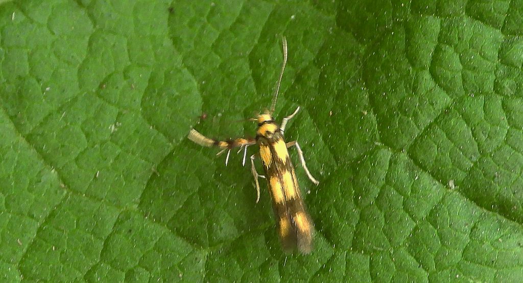 Stopnik olszowiaczek (Stathmopoda pedella)