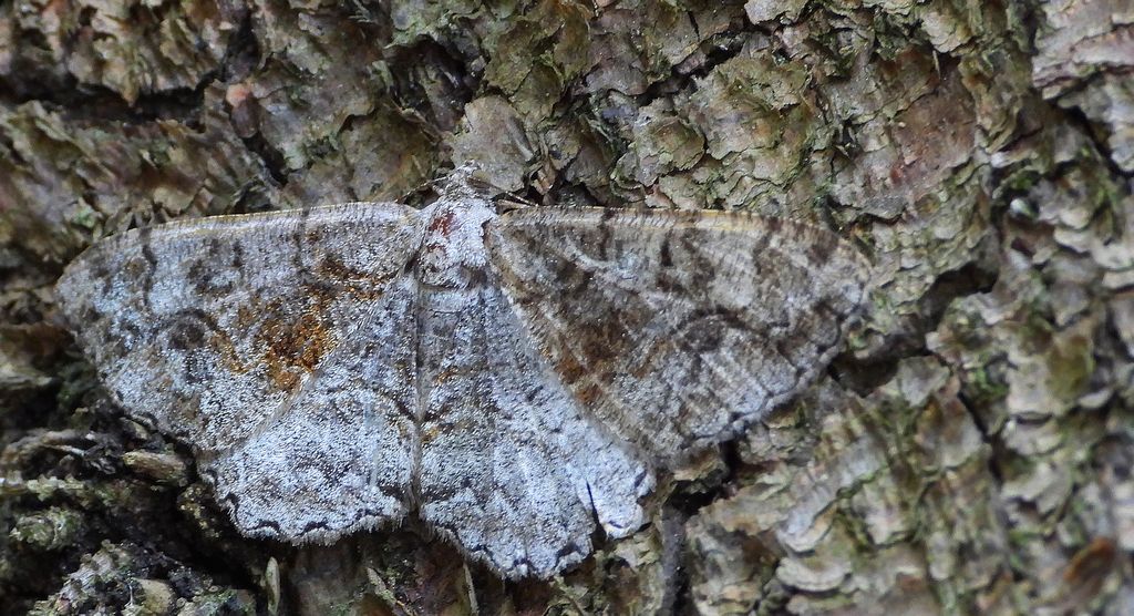 Przylepek nagrabek (Alcis repandata)